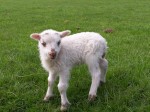 little-lamb-1406384